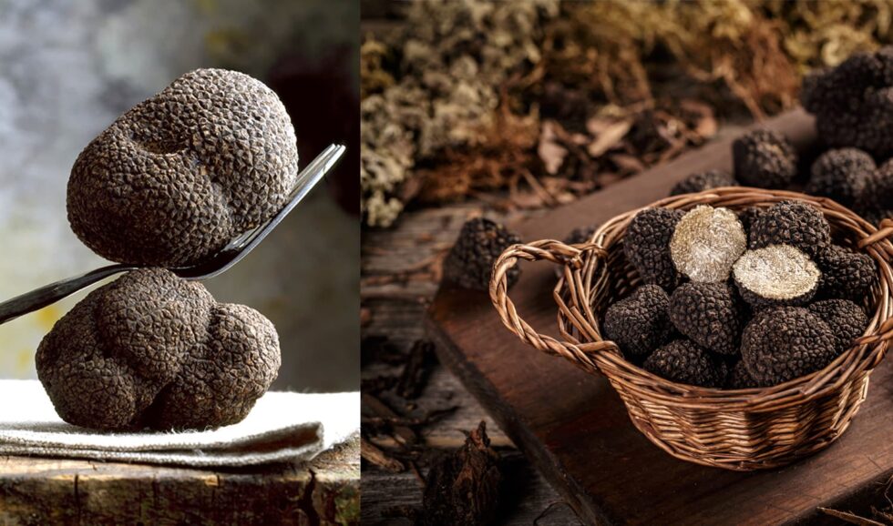 All about Burgundy Truffles: Fresh truffles to buy. Enjoy our best ...